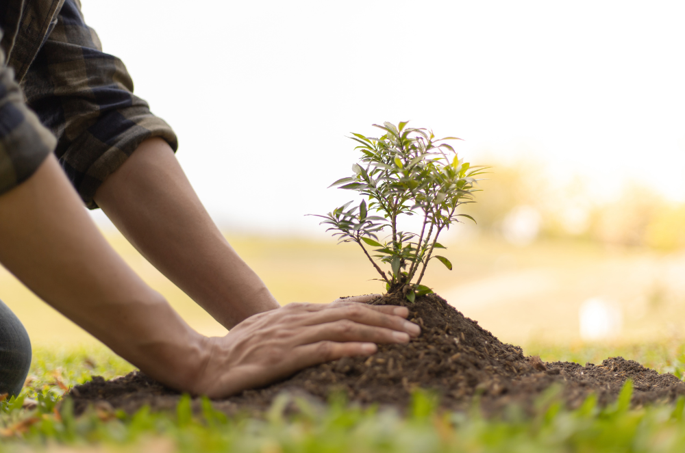 Planting a small tree in the ground.